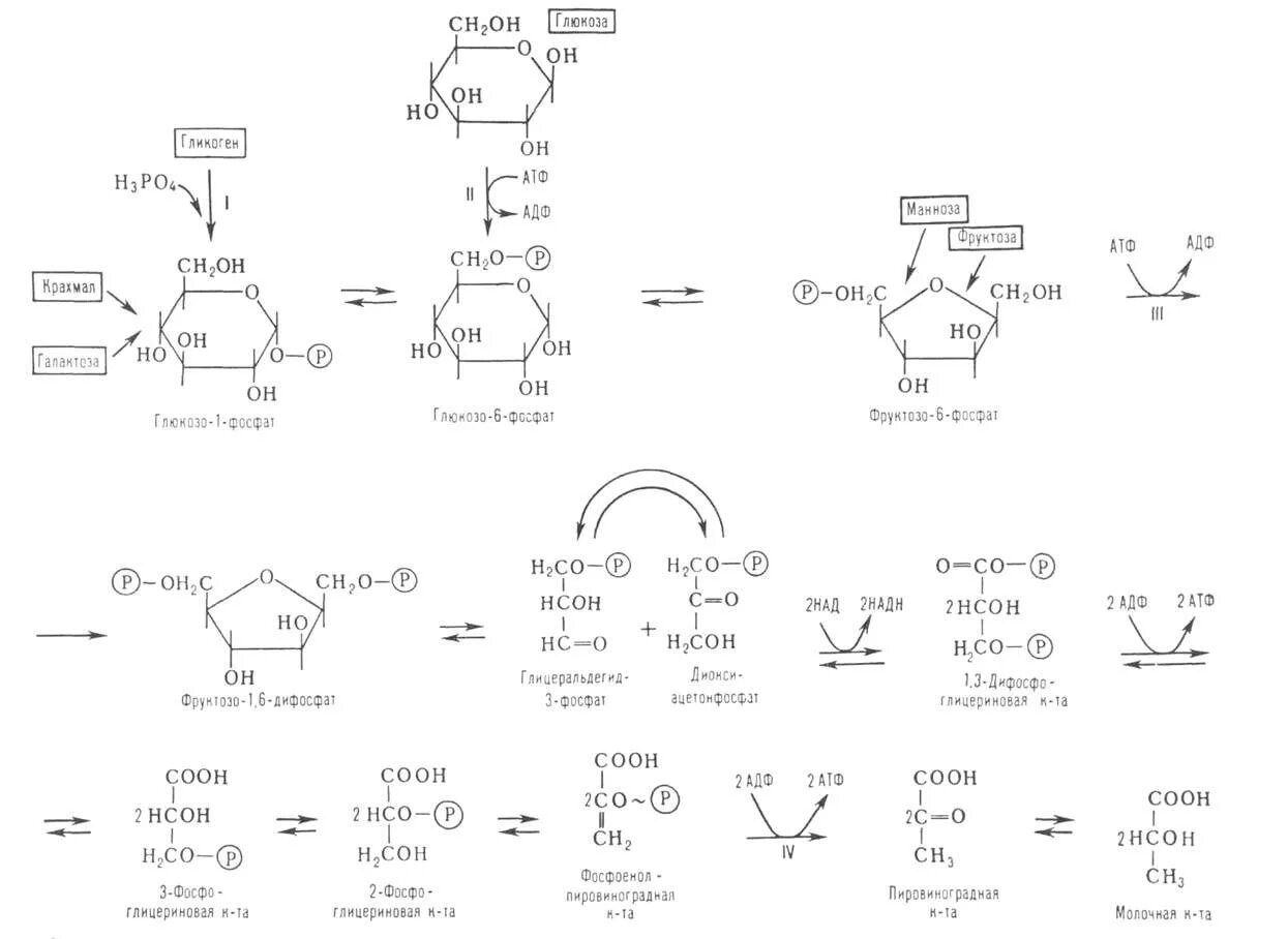 Образование атф гликолиз. Схема гликолиза биохимия с ферментами. Гликолиз схема с ферментами. Гликолиз биохимия реакции схема. Гликолиз схема с формулами.