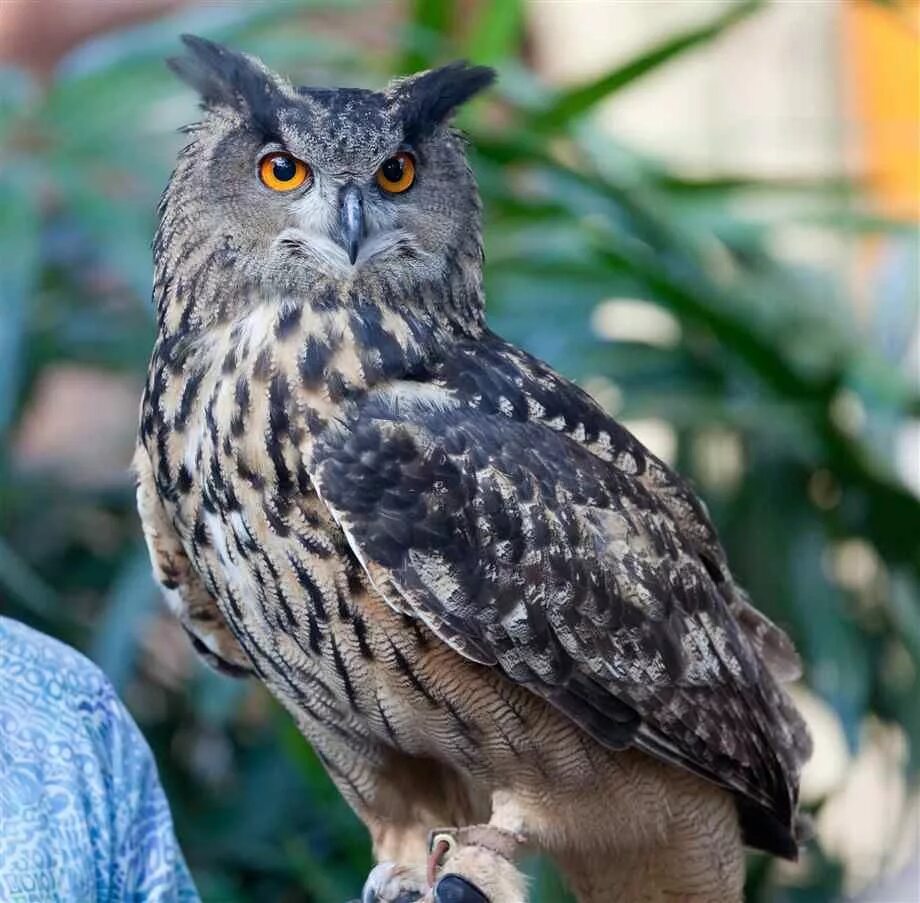 Филин фото. Филин (Bubo Bubo Linnaeus, 1758). Филин обыкновенный (Bubo Bubo). Филин Пугач. Филин обыкновенный (Пугач).