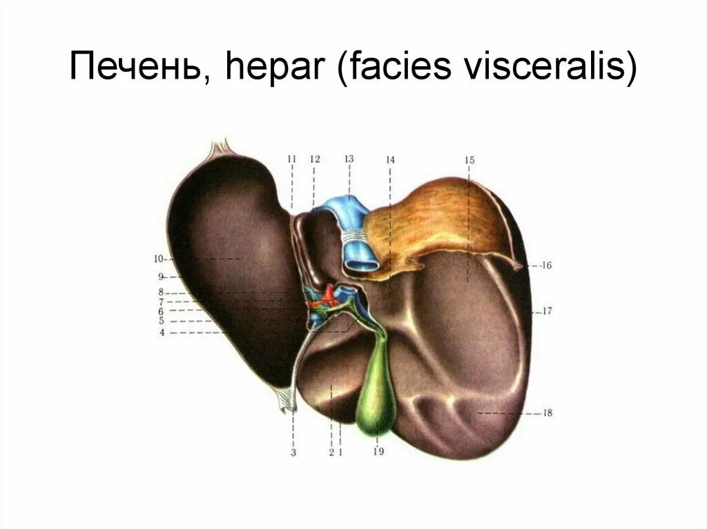 У каких животных печень. Печень анатомия Facies visceralis. Анатомическое строение печени коровы. Строение печени КРС.