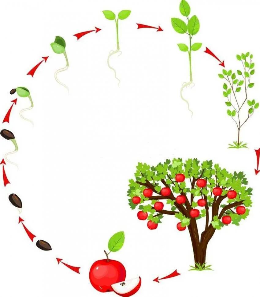 Какое деревце будет расти быстрее и развиваться. Жизненный цикл яблони. Жизненный цикл плодового дерева. Цикл роста яблони в. дерево. Цикл развития яблони.