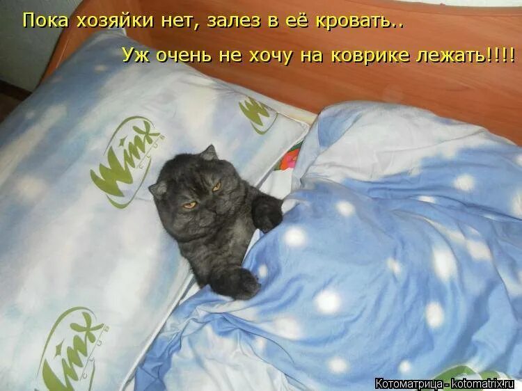 Читать ты я постель сейчас же. Котик я спать. Кот дрыхнет. Буду спать котики. Котенок проснулся.