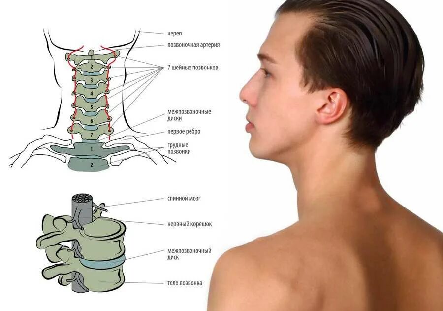 6 Позвонок шейного отдела строение. Седьмой позвонок шейного отдела строение. Шейный отдел позвоночника шейный отдел позвоночника анатомия. Позвонки шеи человека анатомия. Остеохондроз с7