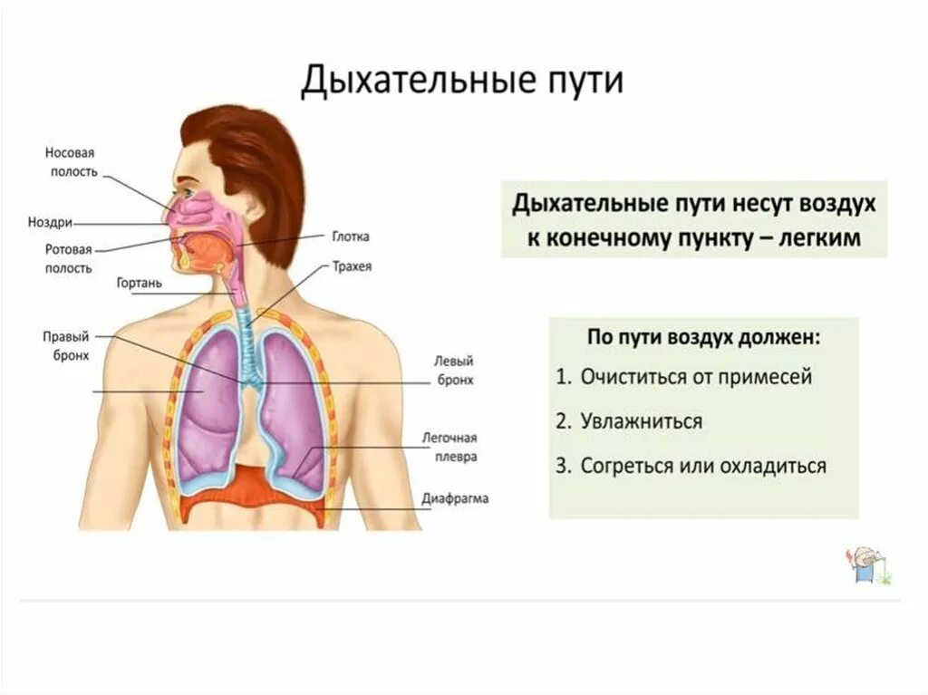Дыхание называется