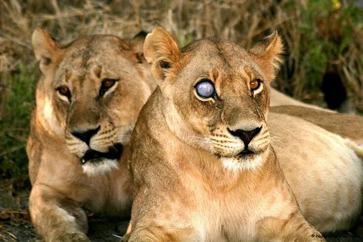 Lioness in the rain. Ksy_lioness. Aliya lioness. Ol lioness. Lioness русское.