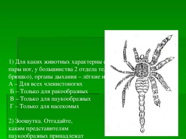 Животные у которых 3 пары ног