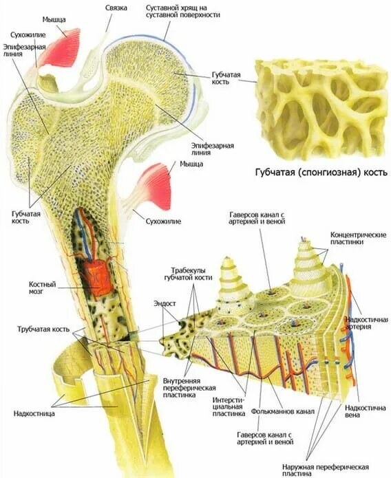 Костномозговая полость компактное вещество надкостница губчатое. Кортикальная пластинка трубчатой кости. Трубчатая костная ткань. Строение кости жировая ткань. Структуры организма костной ткани.
