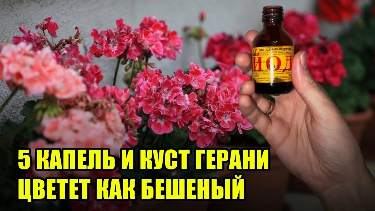 Чем подкормить герань весной в домашних условиях. Народные средства для обильного цветения пеларгонии. Подкормки герани для обильного цветения весной. Чем подкормить герань для обильного цветения в домашних условиях. Герань подкормка для пышного цветения.