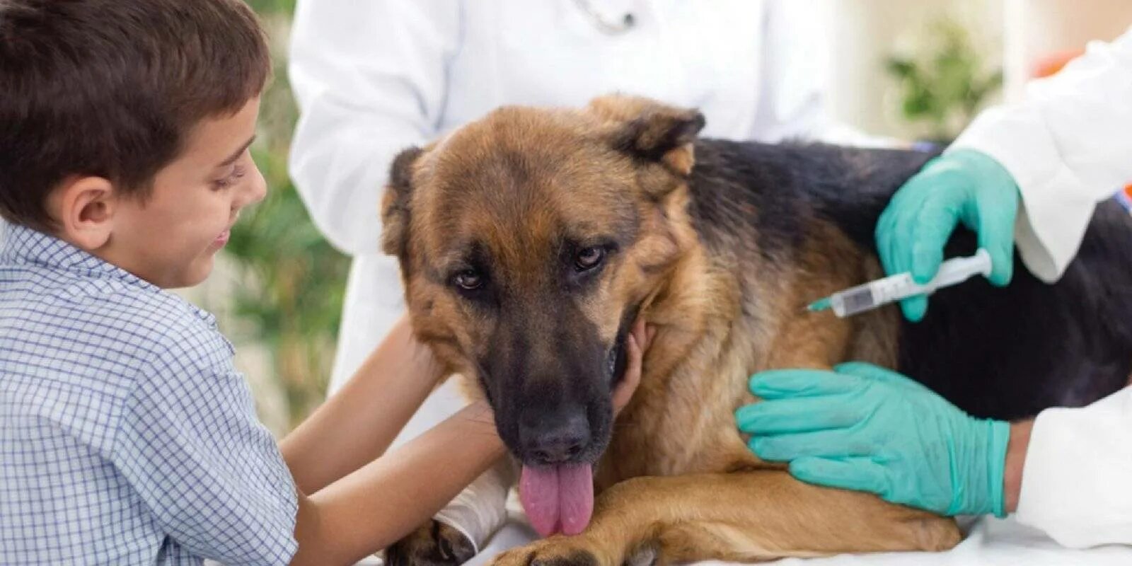 Где сделать прививку от бешенства собаке. Вакцинация собак. Вакцины для животных. Вакцнация оттбешенцства. Уколы животным.