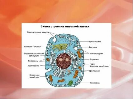 Клетка с подписанными органоидами