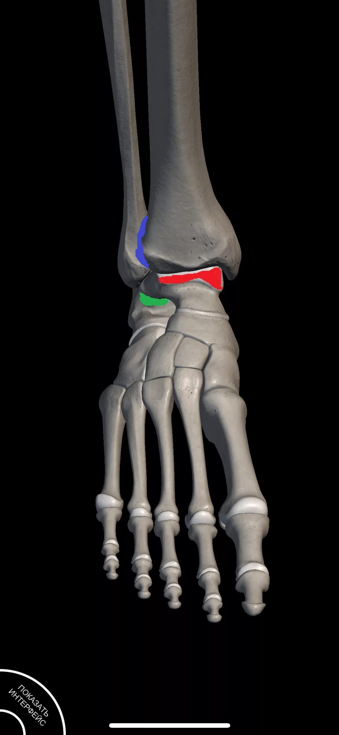 Повреждение капсульного аппарата голеностопного сустава. Голеностопный сустав. Голеностоп сустав. Кость голеностопа. Кости стопы и голеностопа.