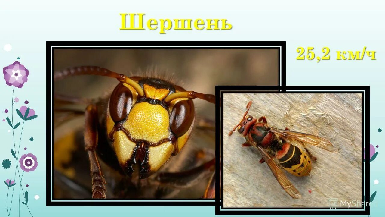 Скорость шершня