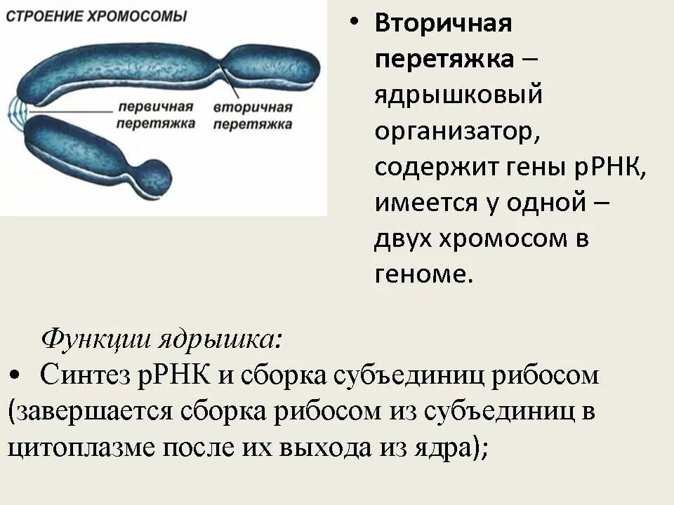 Функция вторичной перетяжки. Ядрышковый организатор строение. ядрышковый анализатор это. ядрышковые организаторы хромосомы. функция вторичной перетяжки хромосомы.