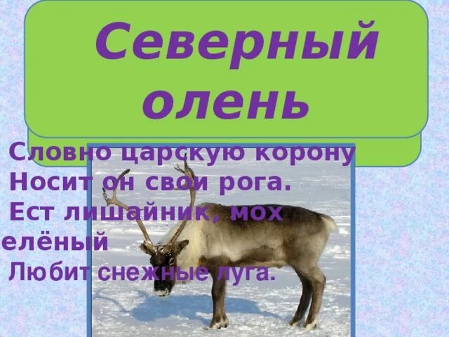 Существительное к слову олень. Загадка о олене. Загадка про Северного оленя для детей. Загадка об олене для детей. Загадки о Северном олене.