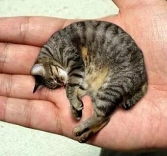 Самое маленькое кошачье