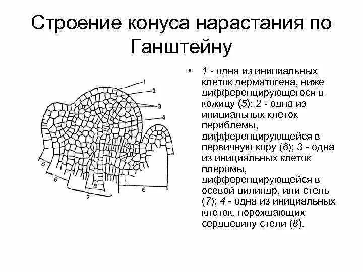 Строение конуса нарастания корня по теории Ганштейна. Строение конуса нарастания стебля по теории Ганштейна. Клетки конуса нарастания. Строение конуса нарастания стебля.