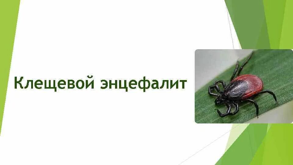 Клещевой энцефалит нижегородская область. Клещевой энцефалит нижегородская область. Клещевой боррелиоз карта распространения. Памятка клещевой энцефалит для детей. Клещевой энцефалит нижегородская область.