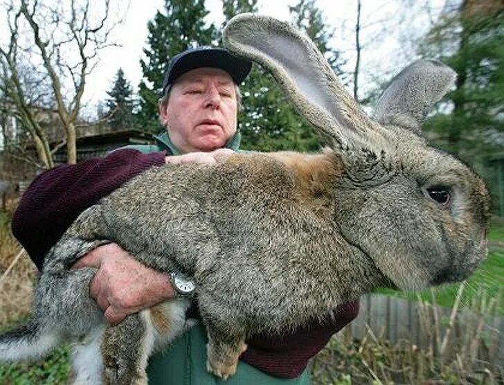 Животные которые много живут. Бельгийский великан кролик. Бельгийский Фландр кролик. Кролик гигантский Фландр. Фламандский гигант кролик.