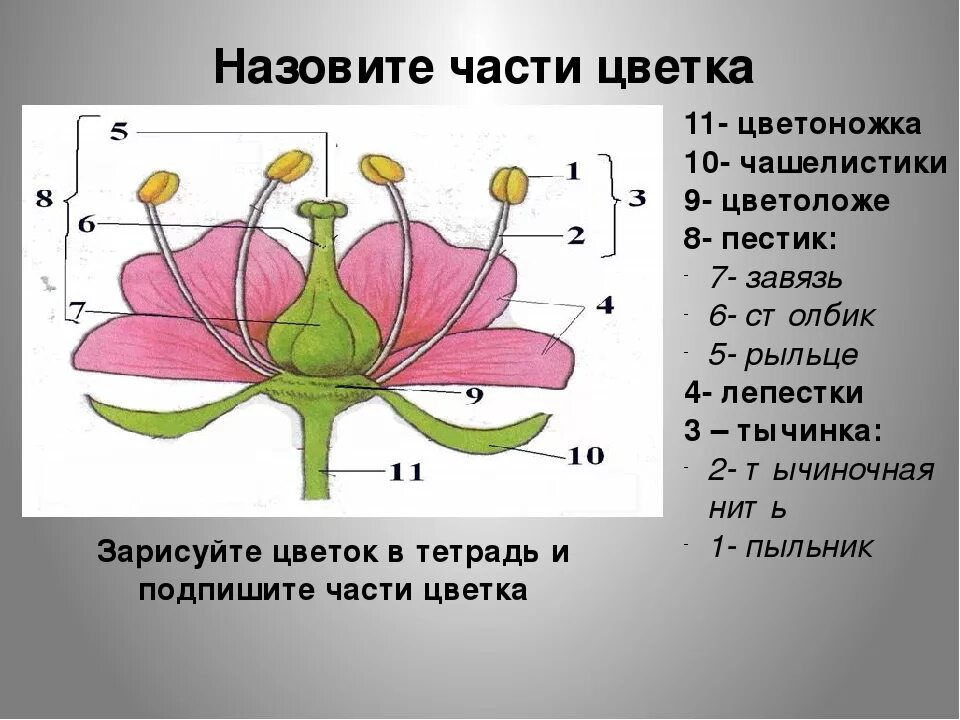 Дайте определение цветка. Чашелистик пыльник завязь. Пыльник тычиночная нить рыльце. Чашелистики пестик тычинки венчик. Строение пестика цветковых растений.