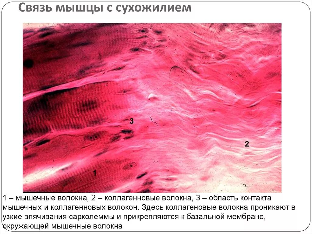 Мышца мышечное волокно. Сухожилие гистология. Волокнистая мышечная ткань. Коллагеновые волокна в мышцах. Гладкая мышечная ткань в дерме