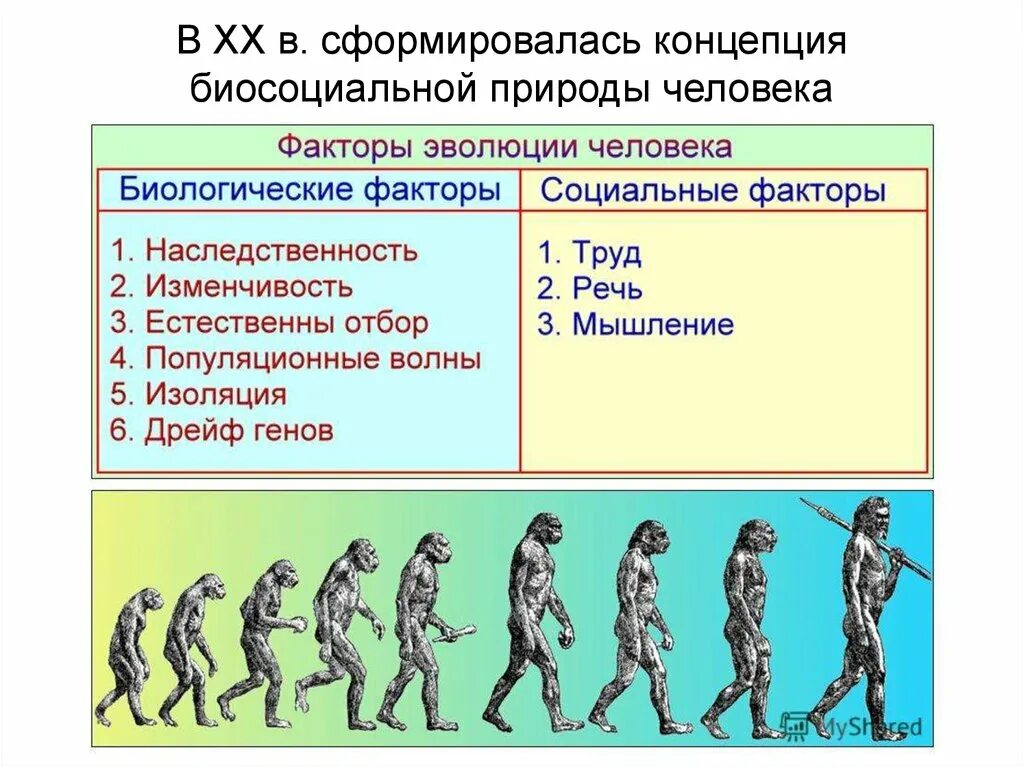 Процесс становления развития человека