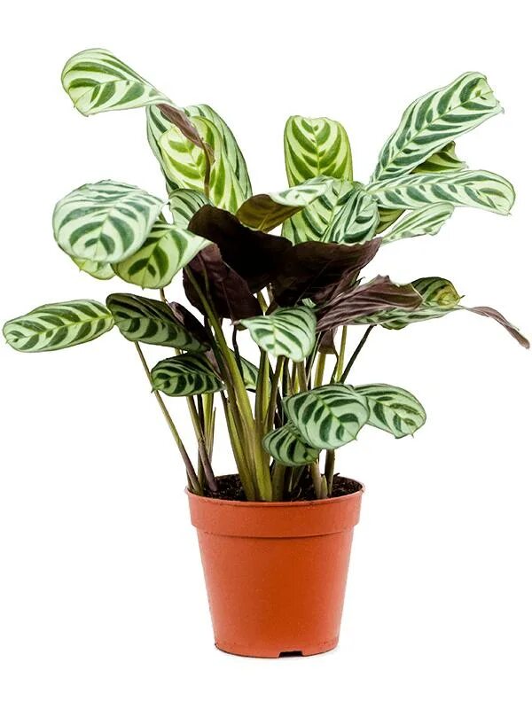 Ктенанта растение. Ктенанта на поддоне. Ктенанта выбор горшка. Ктенанта оппенгейма. Ктенанта горшок.