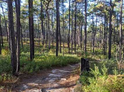 Loblolly Pine Tree in North Carolina Stock Image Image of trees, loblolly 2...