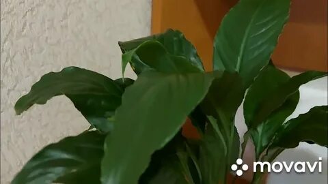 Спатифиллум как спасти от гибели