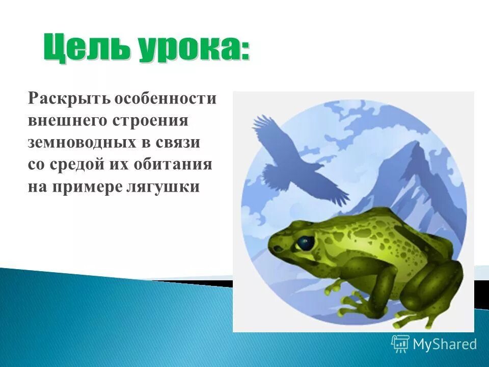 Внешнее строение амфибий. Бесхвостые земноводные внешнее строение. Внешнее и внутреннее строение бесхвостых земноводных. Земноводные строение скелета 7 класс биология. Внешнее строение земнов.