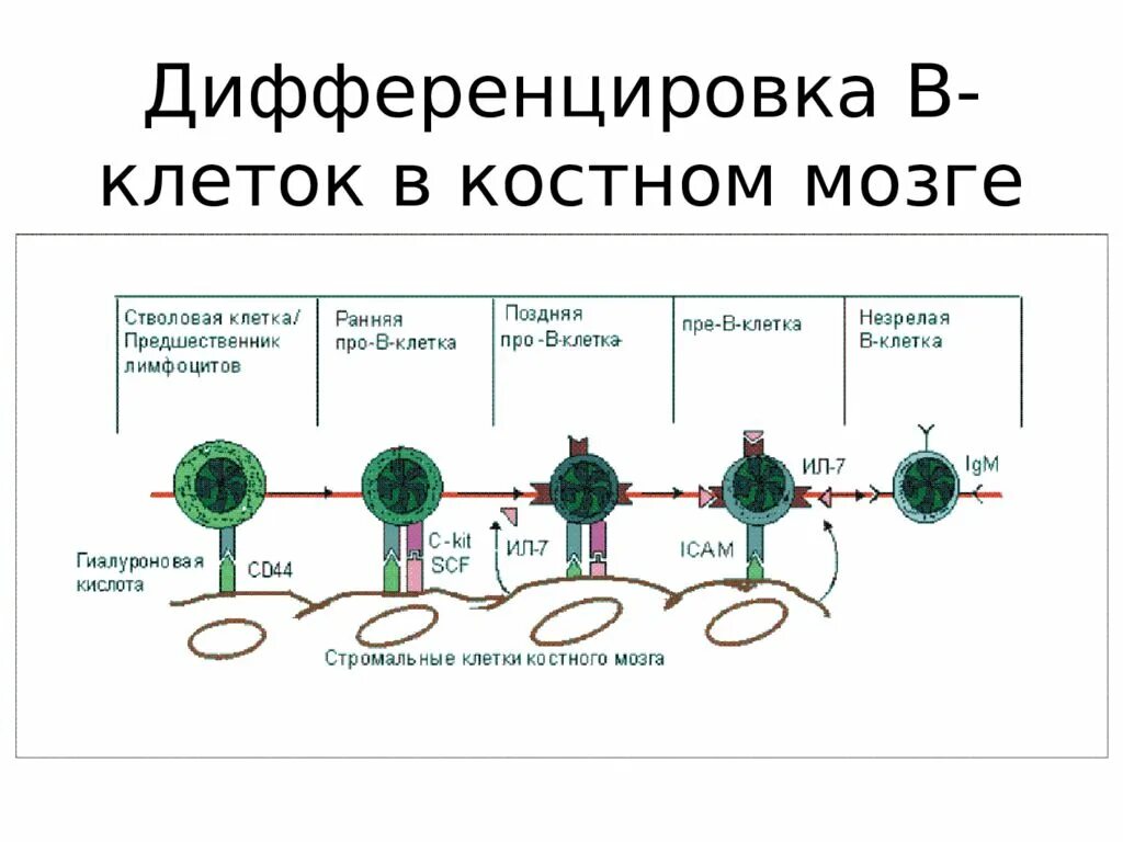 Нарушение дифференцировки клеток. Схема дифференцировки в лимфоцитов. схема дифференцировки b лимфоцитов. антигеннезависимая дифференцировка в-лимфоцитов схема. схема дифференцировки т клеток.
