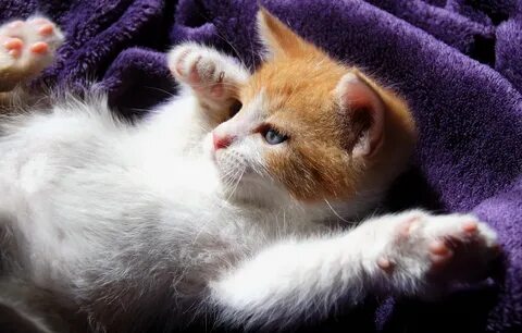 Света про кота