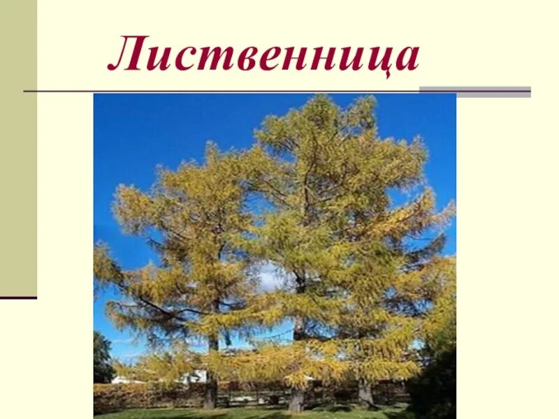 Сообщение о лиственнице