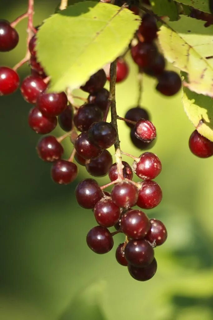 Черемуха черешня. Черемуха виргинская (padus virginiana). церападус (вишня+черемуха. гибрид черемухи и вишни. церападус гибрид.