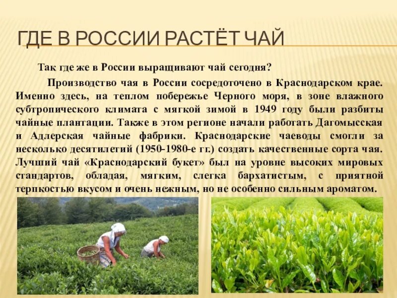 В россии растет чай. Где растет чай. Чай в России выращивают. Где выращивают чай в России. Где растет чай в России.