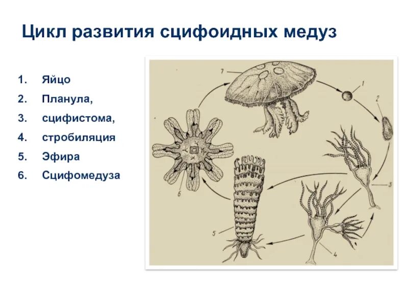 Жизненный цикл медузы. Планула - личинка со жгутиками. Планула сцифоидные медузы. Планула медуз. Планула сцифоидные медузы.