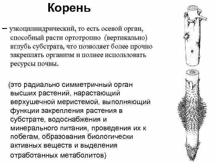 Эволюция корневой системы. Осевой орган корень. Радиальная симметрия корня. Морфология корня корневые системы.