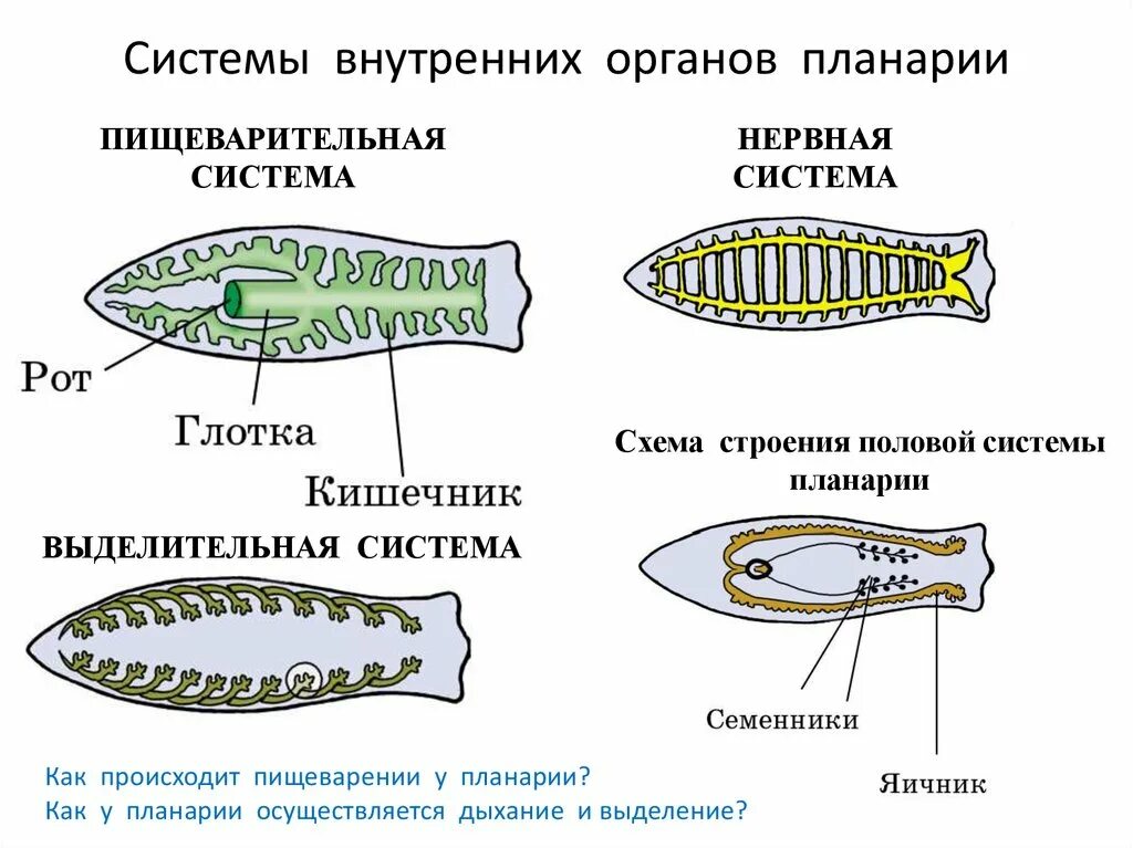 Какая часть белой планарии выполняет двигательную функцию. Системы органов планарии. Системы внтреннихорганов елой планарии. Плоские черви пищеварительная система схема. Пищеварительная система плоских червей схема.