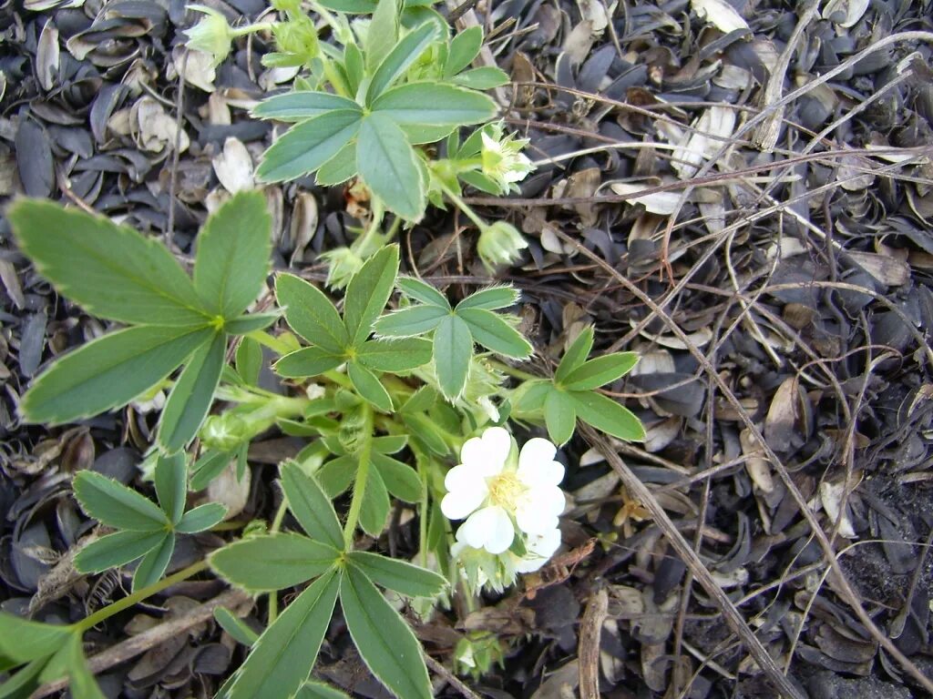 Приморье лапчатка. Лапчатка горная белая. Лапчатка белая (potentilla alba). Лапчатка белая где растет. Лапчатка белая растение.