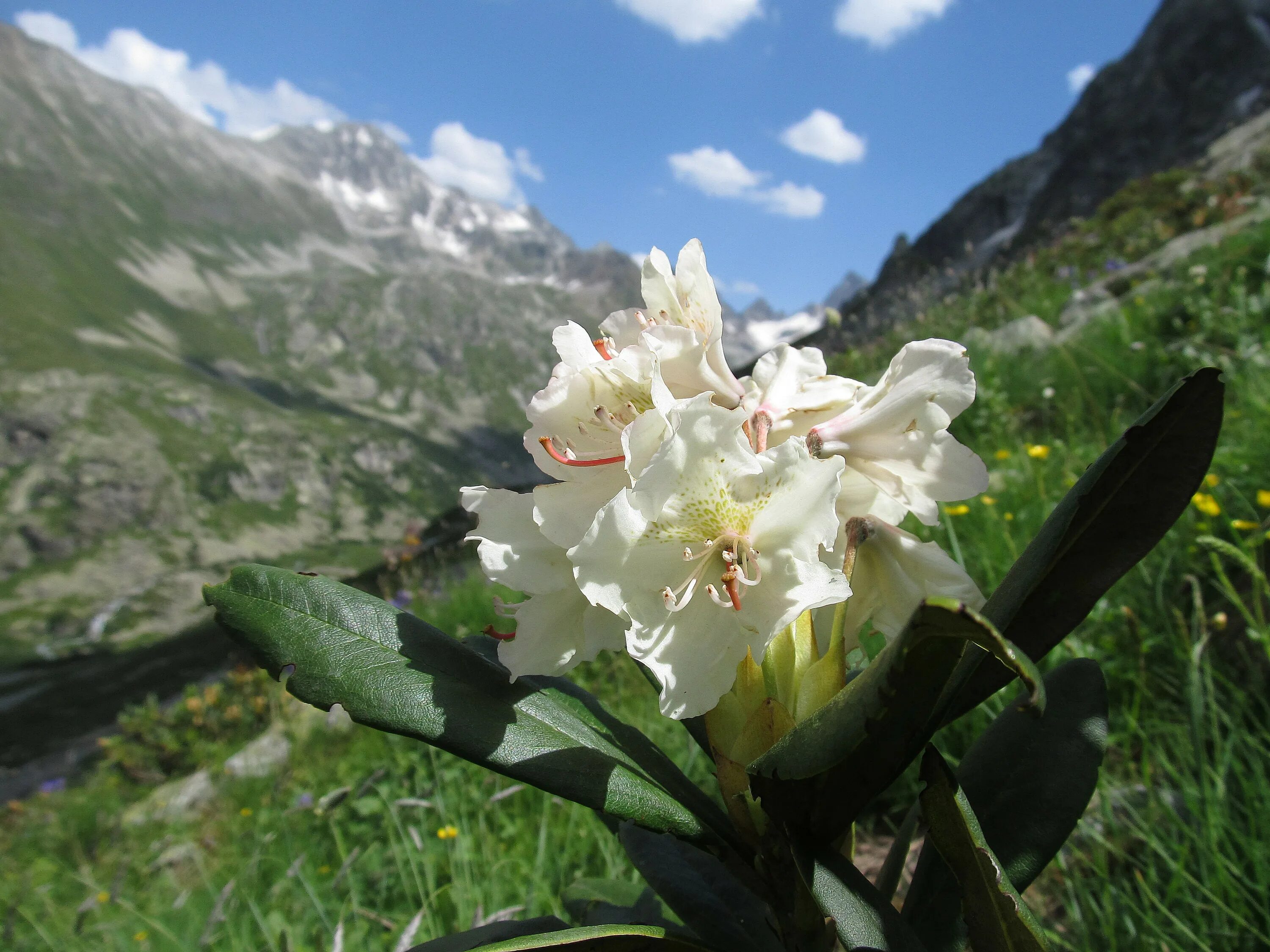 Mountains flowers