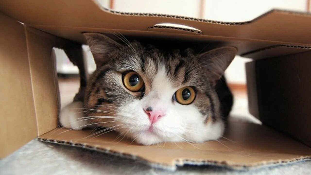 Включи youtube котики