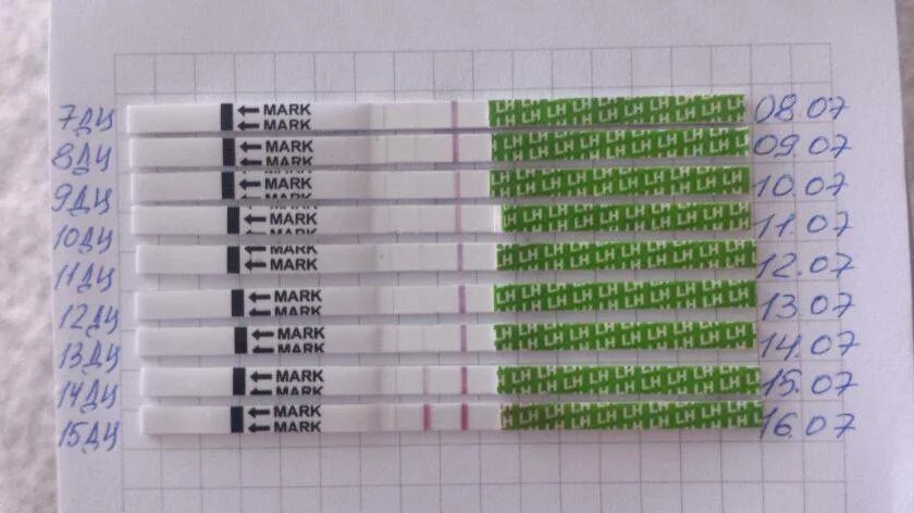 Тест на овуляцию. Тест на овуляцию положительный. Тесты на овуляцию по дням. Тесты на овуляцию при 28 дневном цикле. Тесты на беременность после овуляции форум