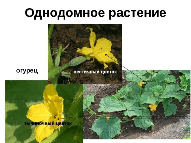 Кукуруза двудомное растение. Однодомные растения примеры. Огурец однодомное растение. Огурец однодомное растение. Однодомные растения примеры.
