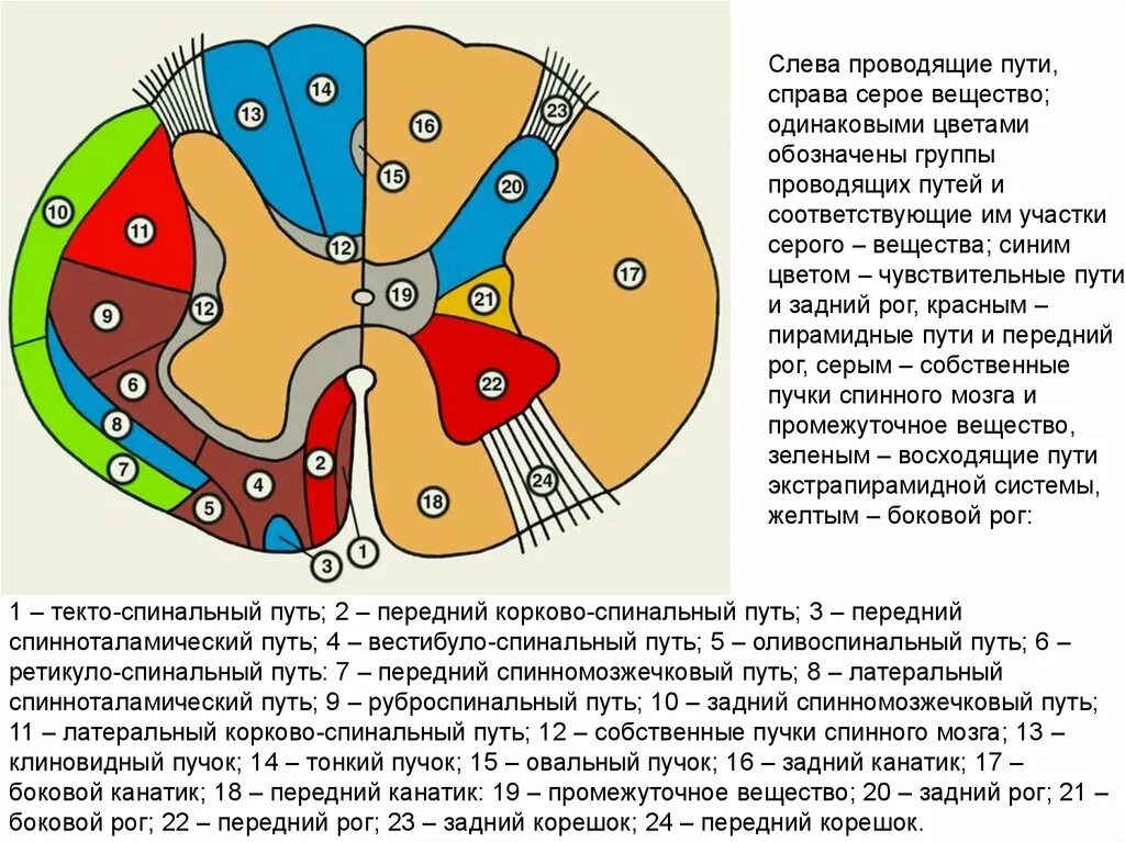 Центральное ядро спинного мозга. Схема поперечного среза спинного мозга. Поперечный срез спинного мозга проводящие пути. Схема проводящих путей спинного мозга. Схема проводящих путей белого вещества спинного мозга.