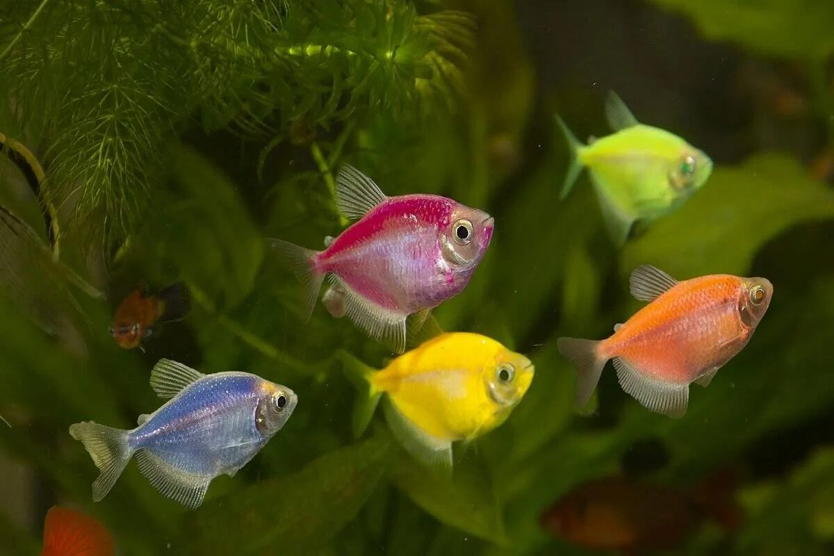 Аквариумная рыбка глофиш (glofish). Рыбки тернеция глор фиш. Тернеция аквариумная рыбка. Рыбки тернеция уход. Тернеция аквариумная рыбка.