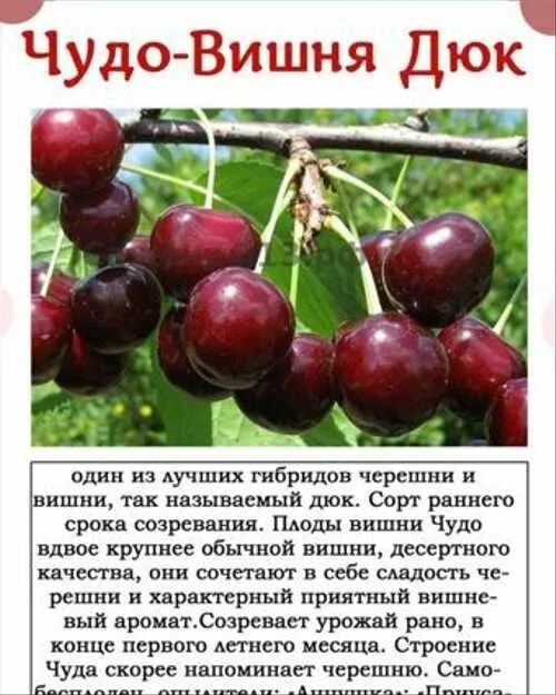 Черевишня чудо вишня описание отзывы. Черевишня чудо вишня. черевишня дюк чудо-вишня. дюк (гибрид черешни и вишни) чудо вишня. чудо вишня, ходоса (дюк).