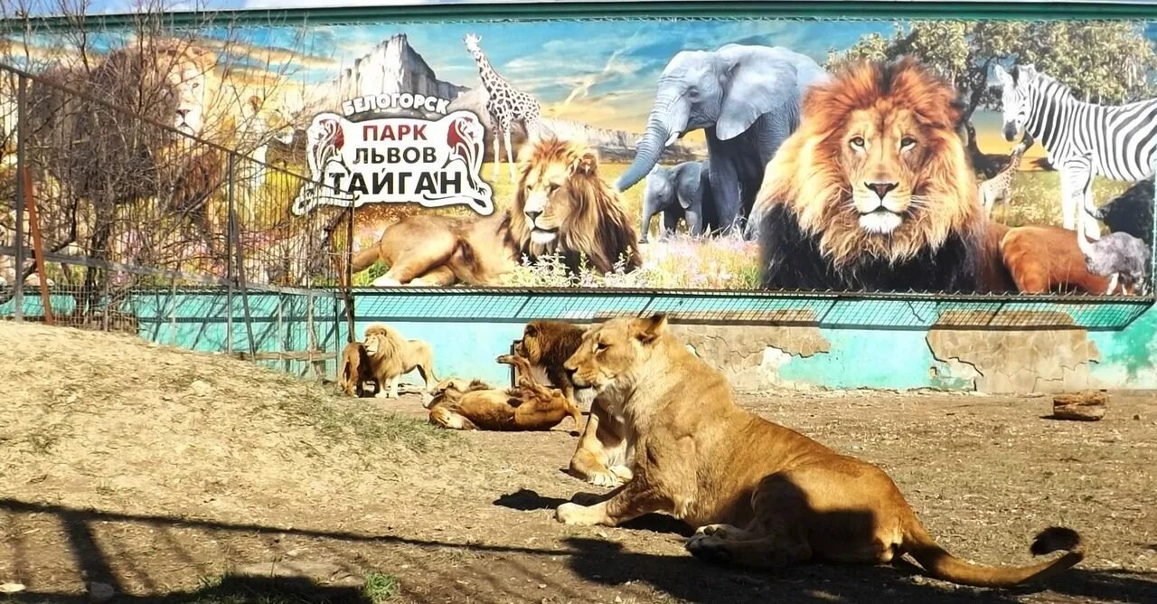 Львята асада и шерхан и симба тайган. Тайган сафари парк в Крыму. Крым львы сафари парк Тайган.