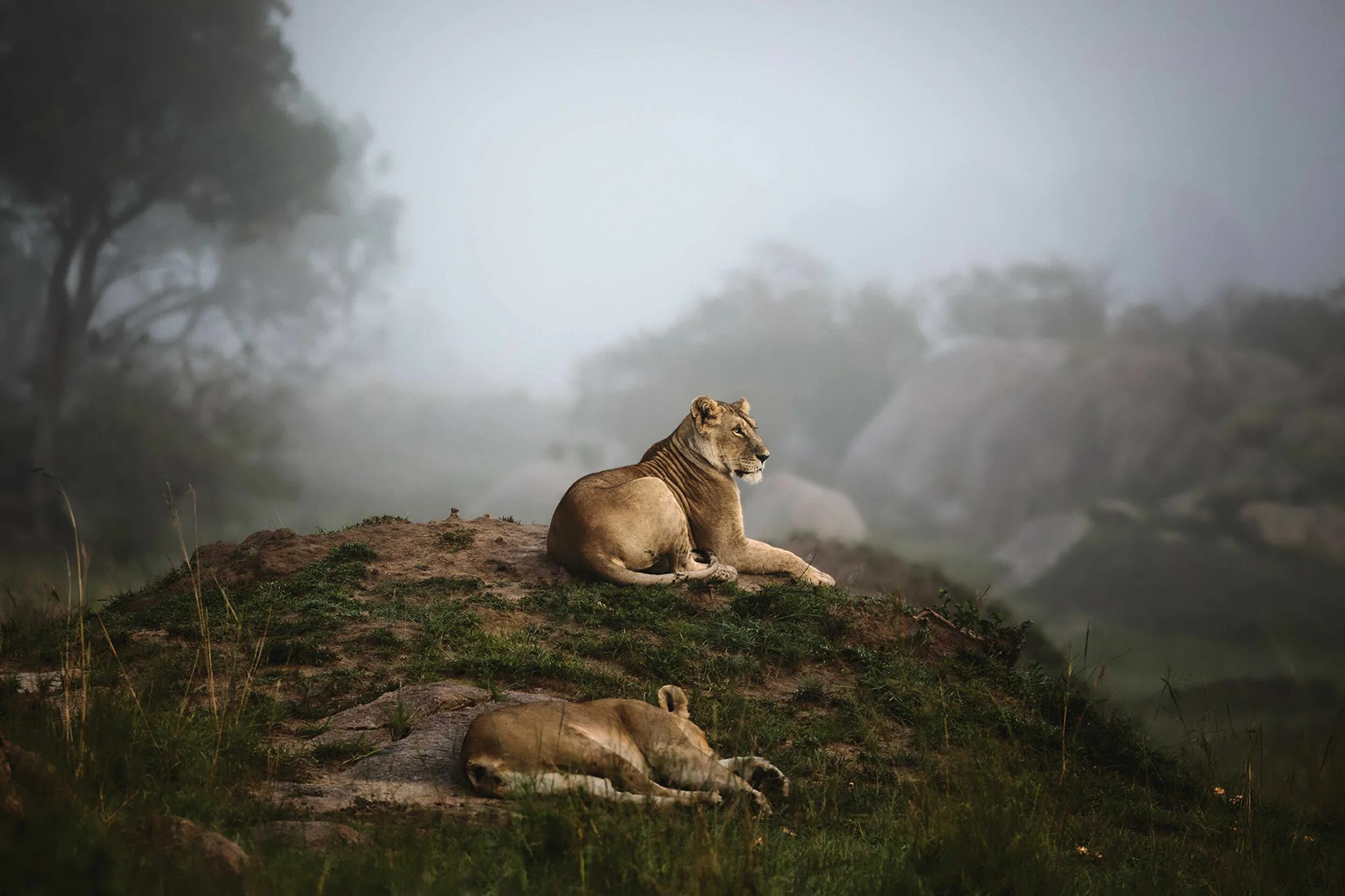 Нэшнл Джиогрэфик. Дикая природа. Природа National Geographic. Природа и животные.