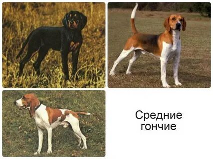 Разновидности охотничьих