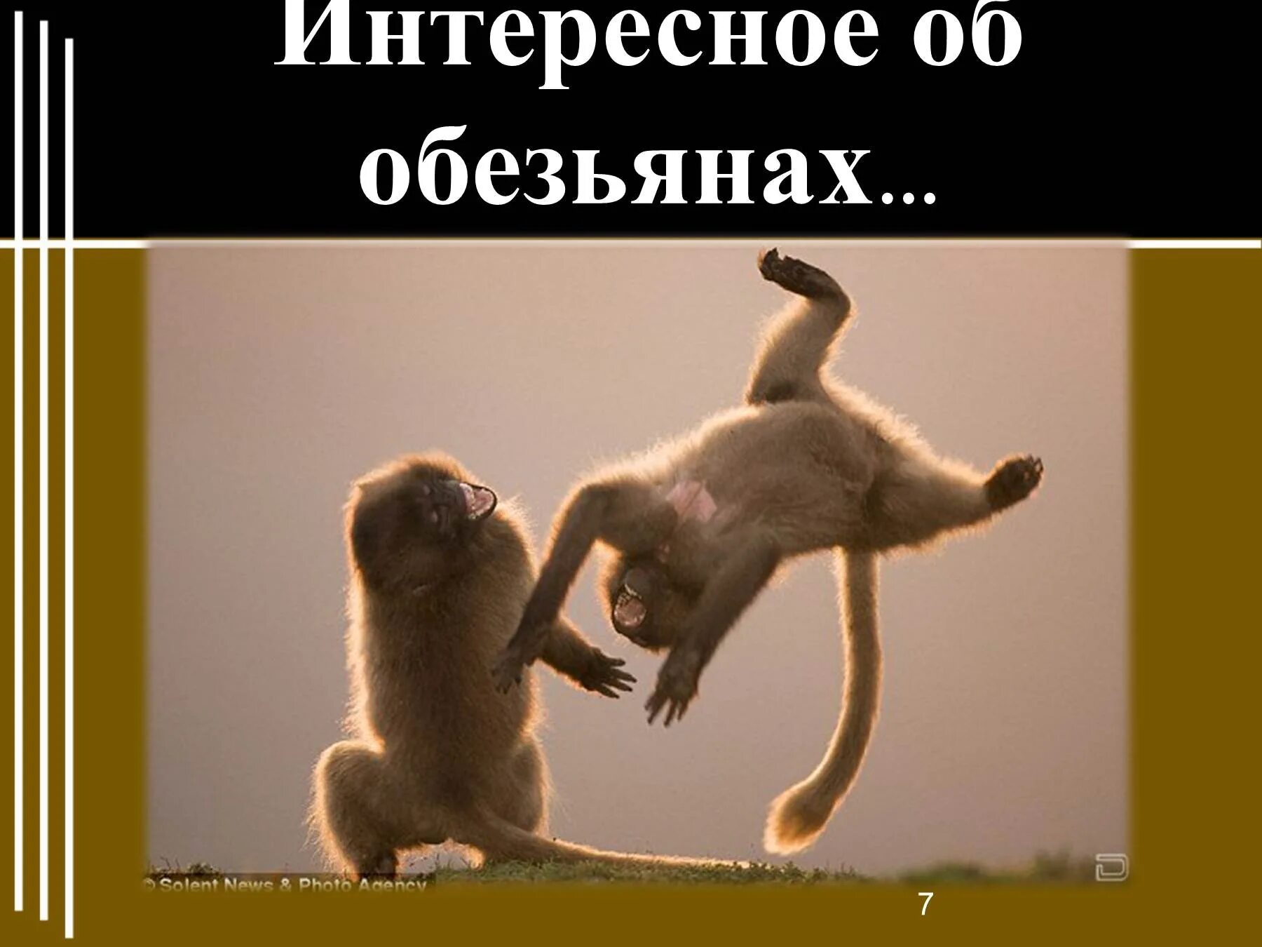 тест по литературе про обезьянку 3 класс