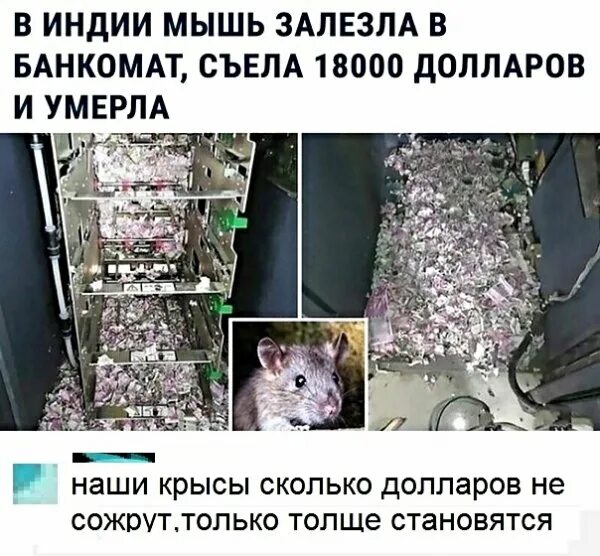 Почему мыши лезут в дом. Мышь взбирается. мышь полезай в ипотеку. мыши лезут вверх. как мыши попадают в квартиру.