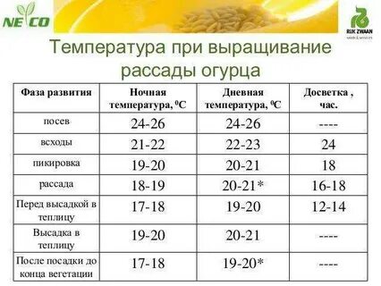 Какая температура почвы в теплице
